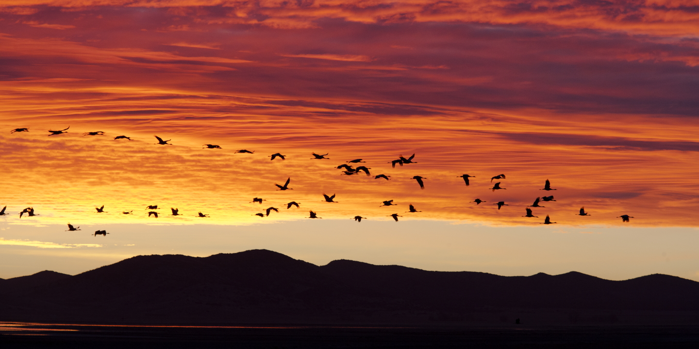 Grullas salen al amanecer de la laguna de Gallocanta